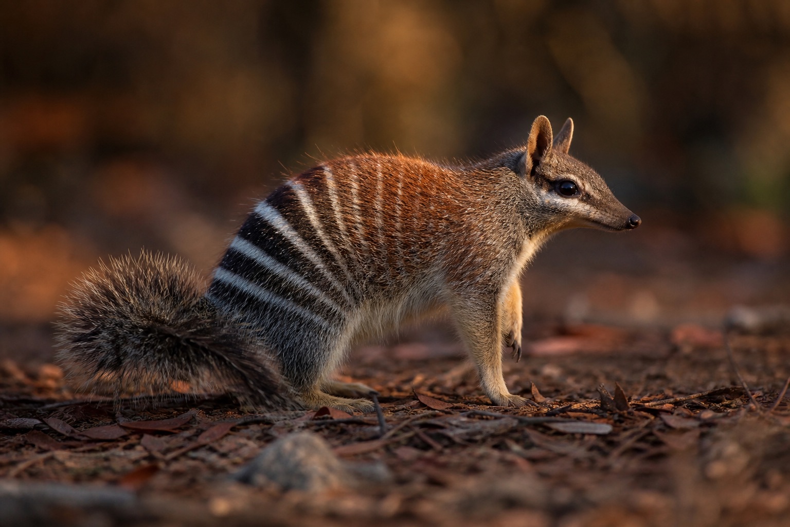 Numbat with reddish-brown fur and white transverse stripes foraging on the ground in dry eucalyptus woodland