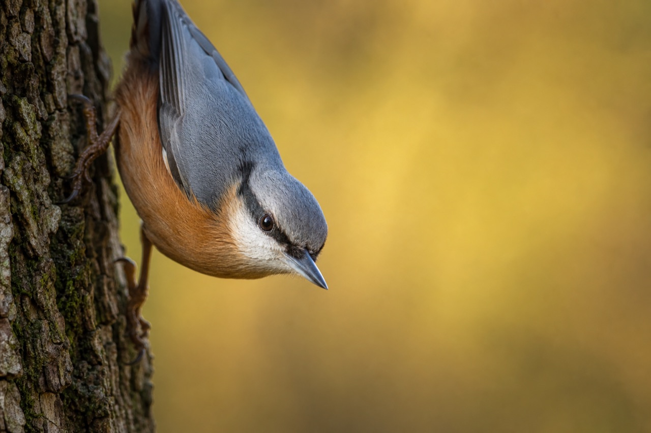Eurasian nuthatch with blue-grey back, peach underparts and black eye stripe clinging head-down on an oak trunk