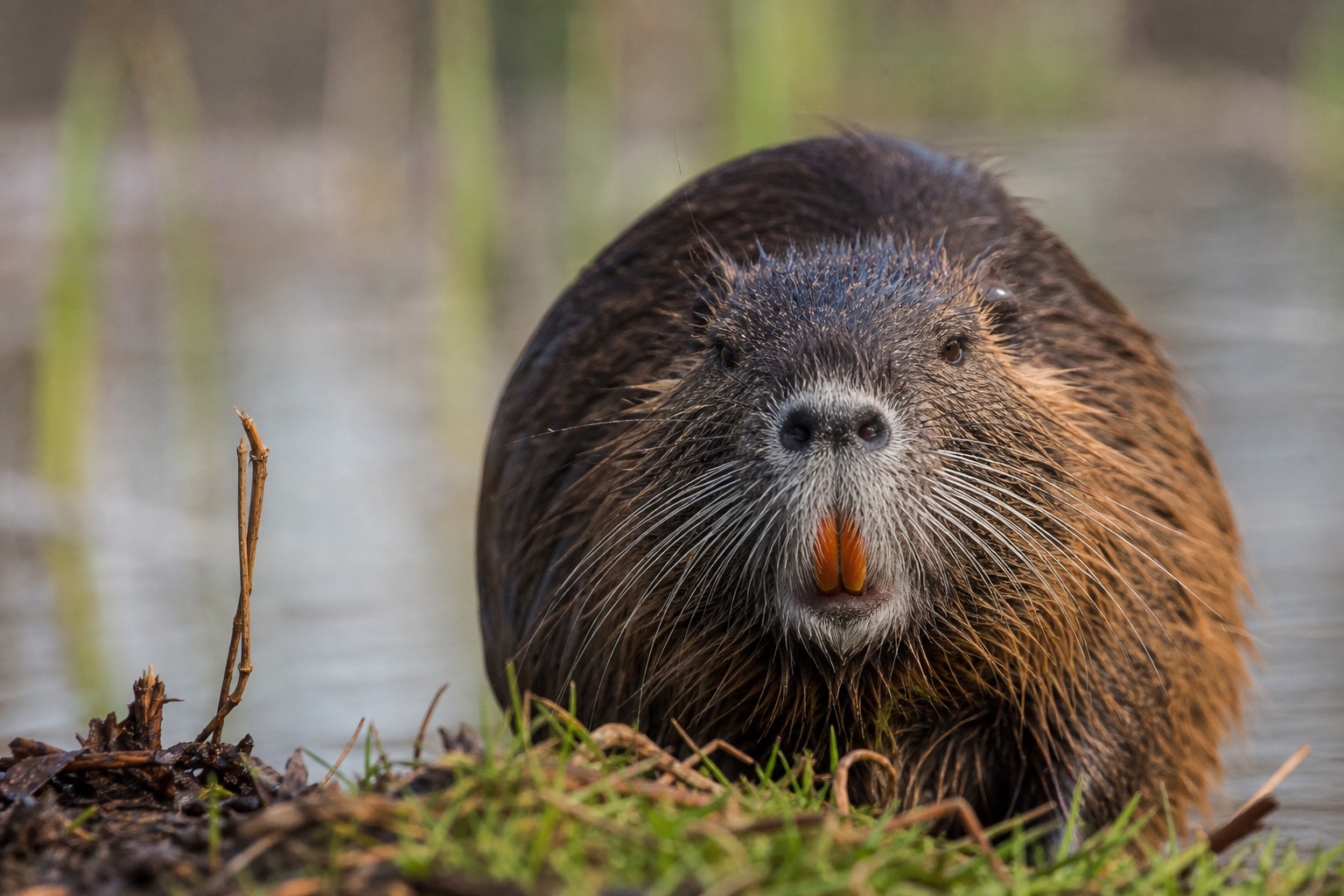 Nutria with coarse brown fur and orange incisors feeding on wetland vegetation at the edge of a reed bed