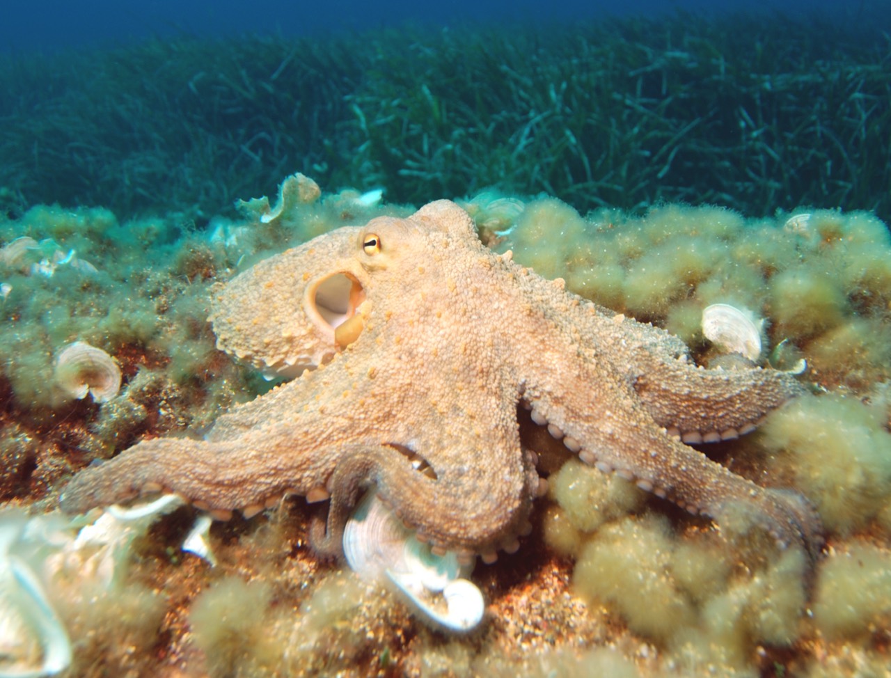 A common octopus on the seafloor with eight suckered arms spread outward, its mottled skin blending into surrounding rock and coral.