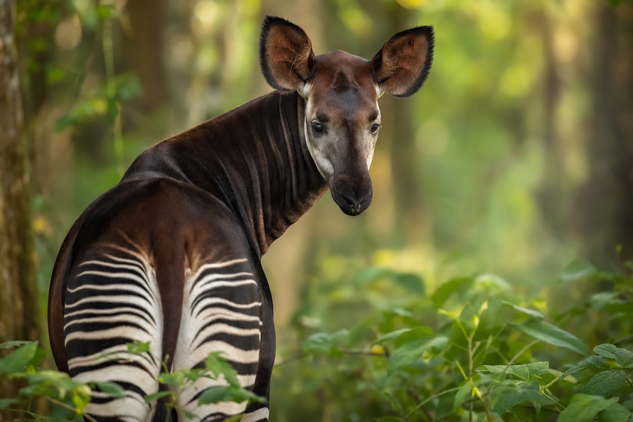 Okapi with zebra-striped legs in Congolese rainforest