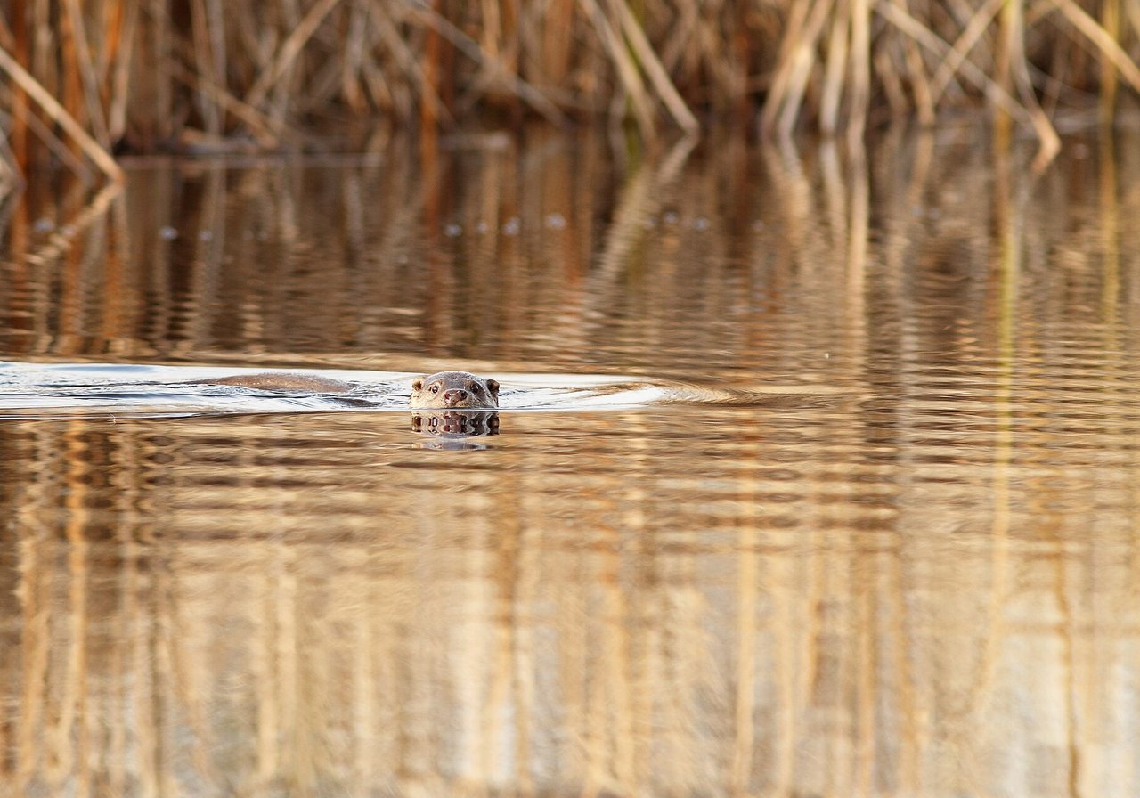 A sleek otter floating on its back in clear river water, holding a small fish between its paws.