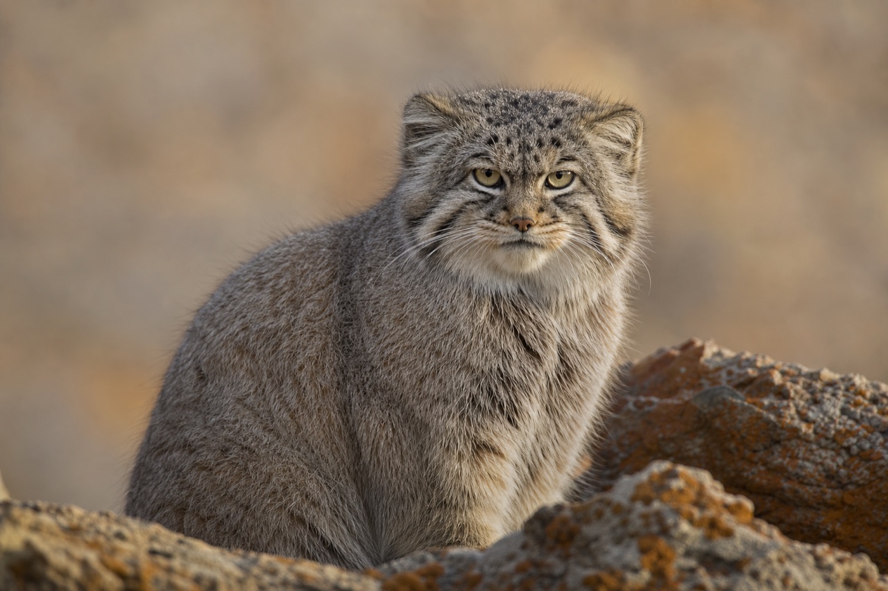 Pallas's cat with dense grey fur and flat round face crouching on cold steppe grassland with rocky outcrops behind