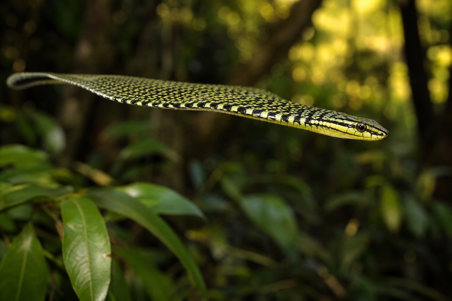 Paradise flying snake gliding with body flattened into a concave wing between rainforest trees