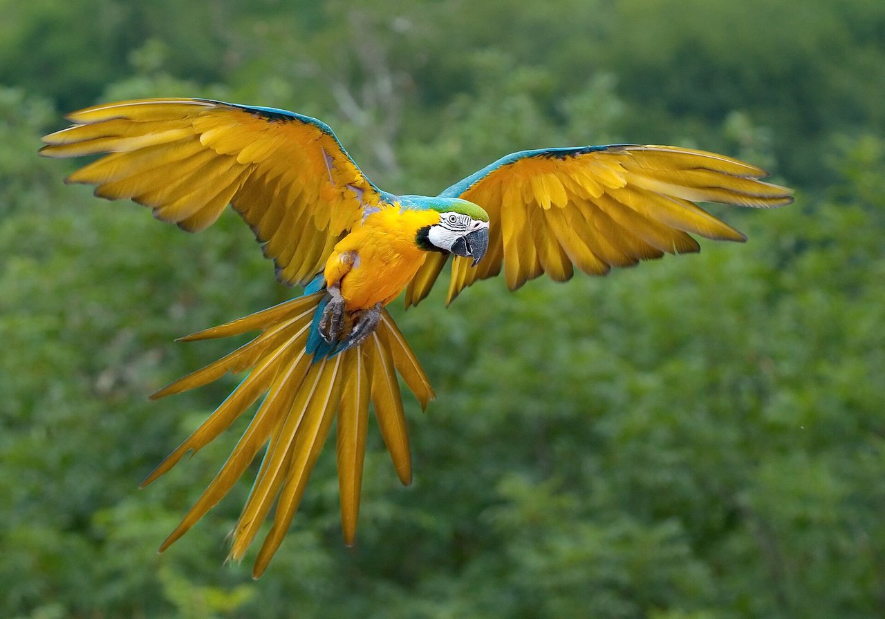 Parrot — many species protected under CITES appendices