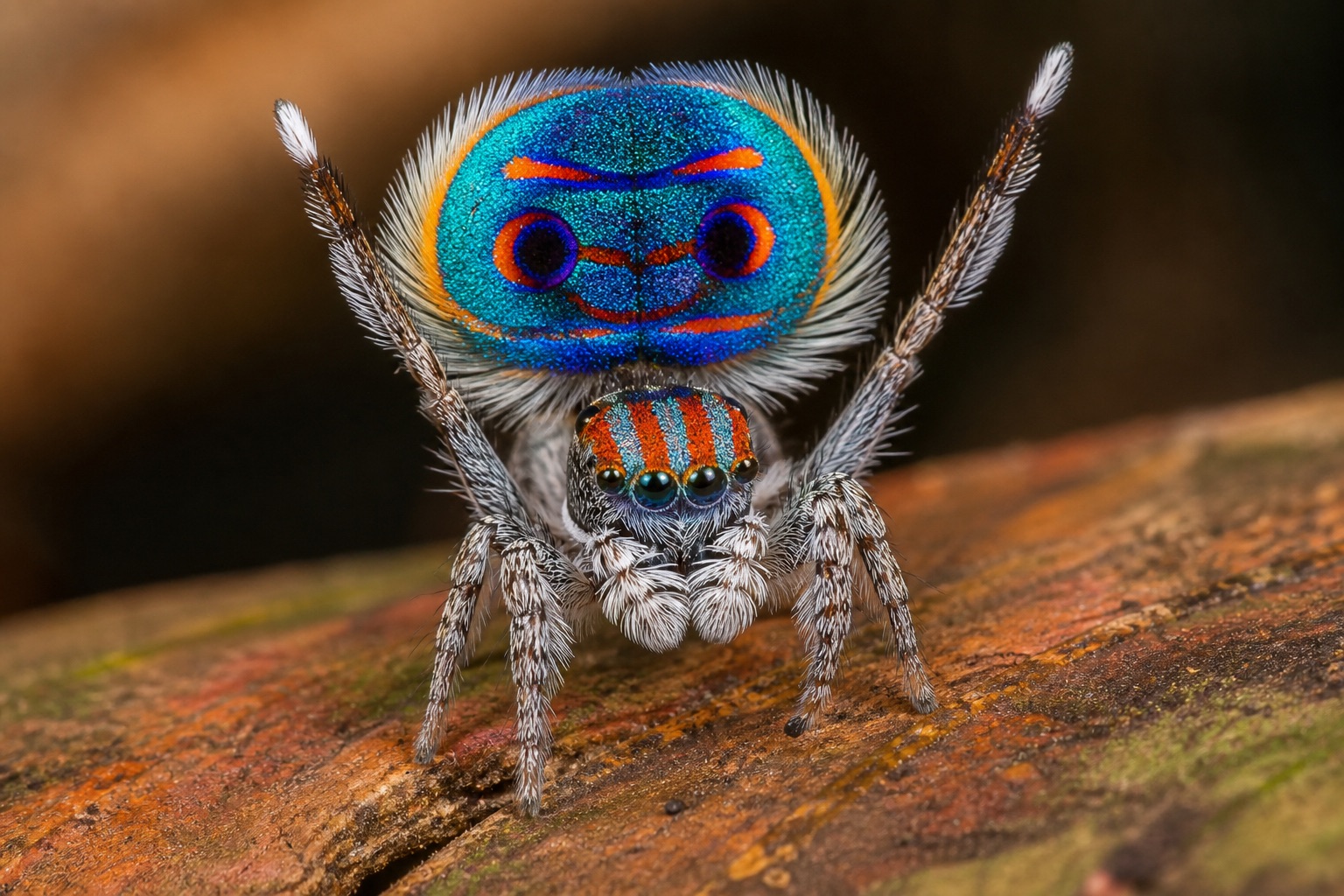Male peacock spider with iridescent abdominal fan raised and third legs extended in a courtship display on leaf litter