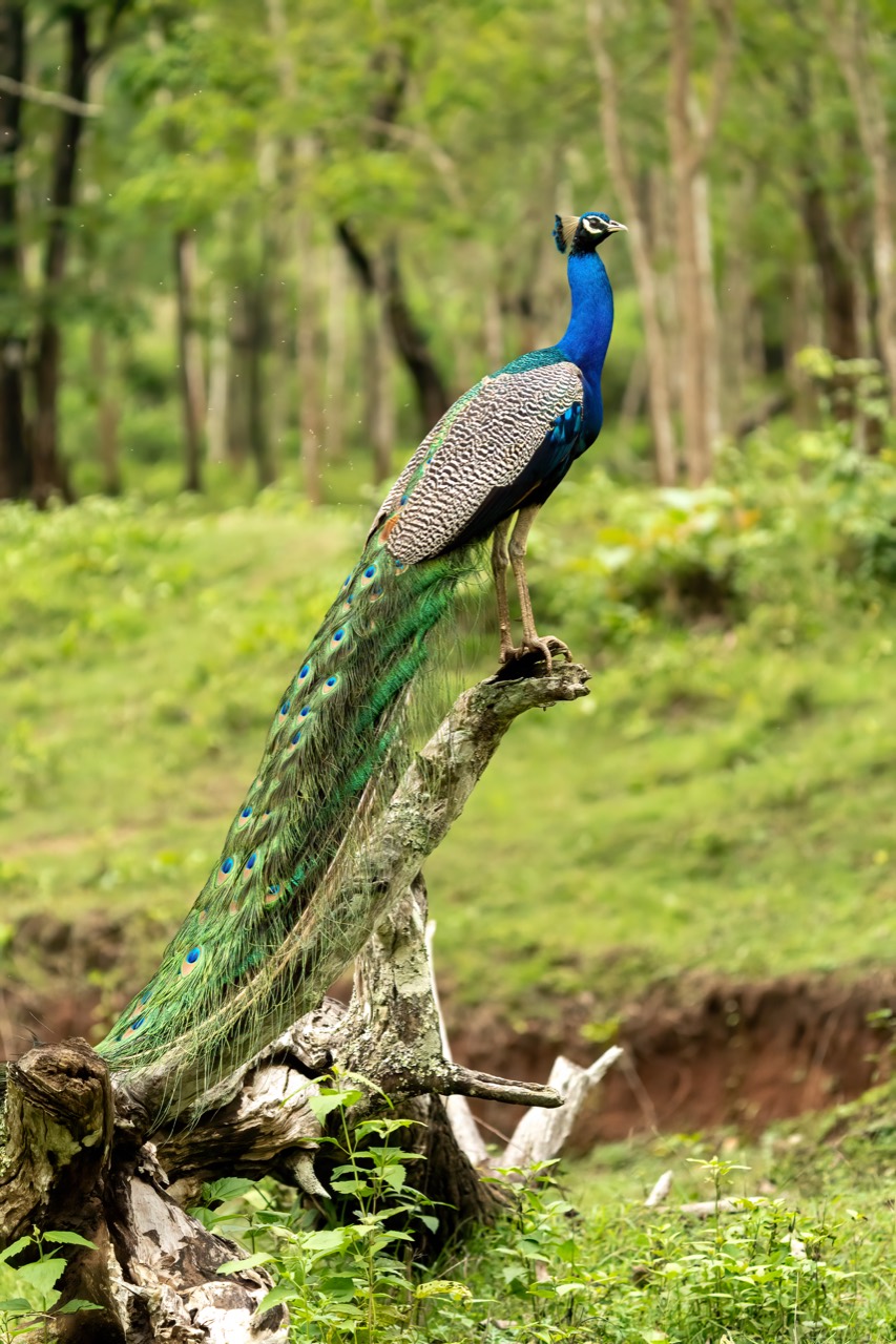 A male Indian peacock displaying its iridescent blue-green tail train fanned into a shimmering arc of eyespots, with its crested blue head and neck in the foreground.