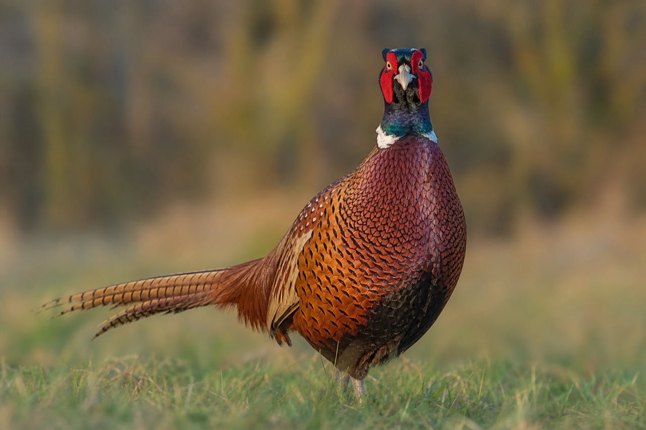 Male common pheasant with iridescent green head, red face wattles and long barred tail walking through a hedgerow at the edge of a rural garden