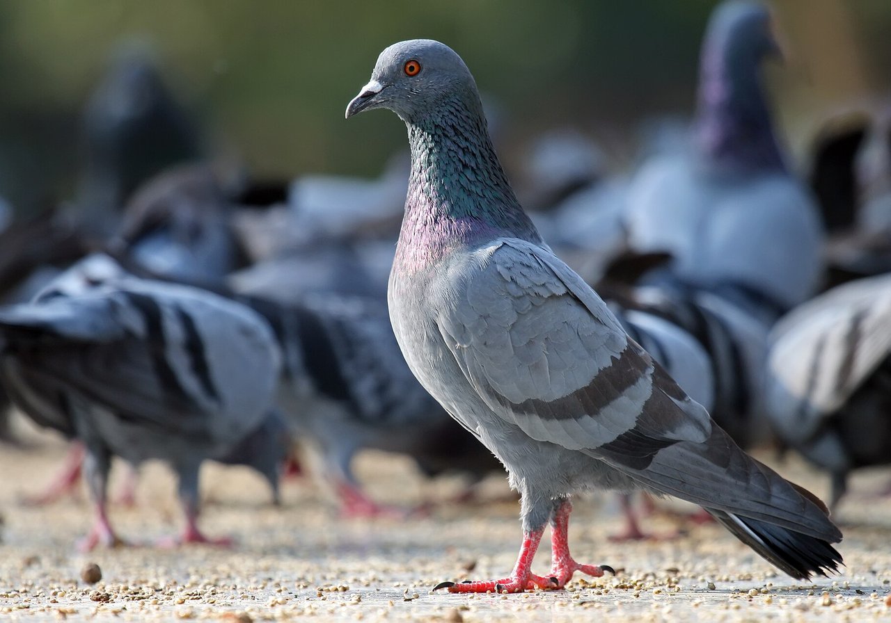 A rock pigeon with iridescent neck feathers perched on a city ledge, wings folded against grey urban stonework.