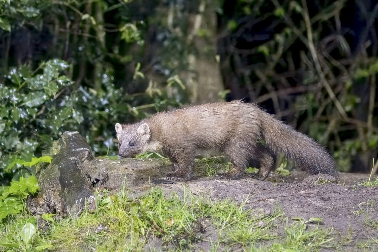 A European pine marten with rich chocolate-brown fur and a creamy-yellow throat bib, perched on a moss-covered branch in a woodland, its long bushy tail trailing behind.