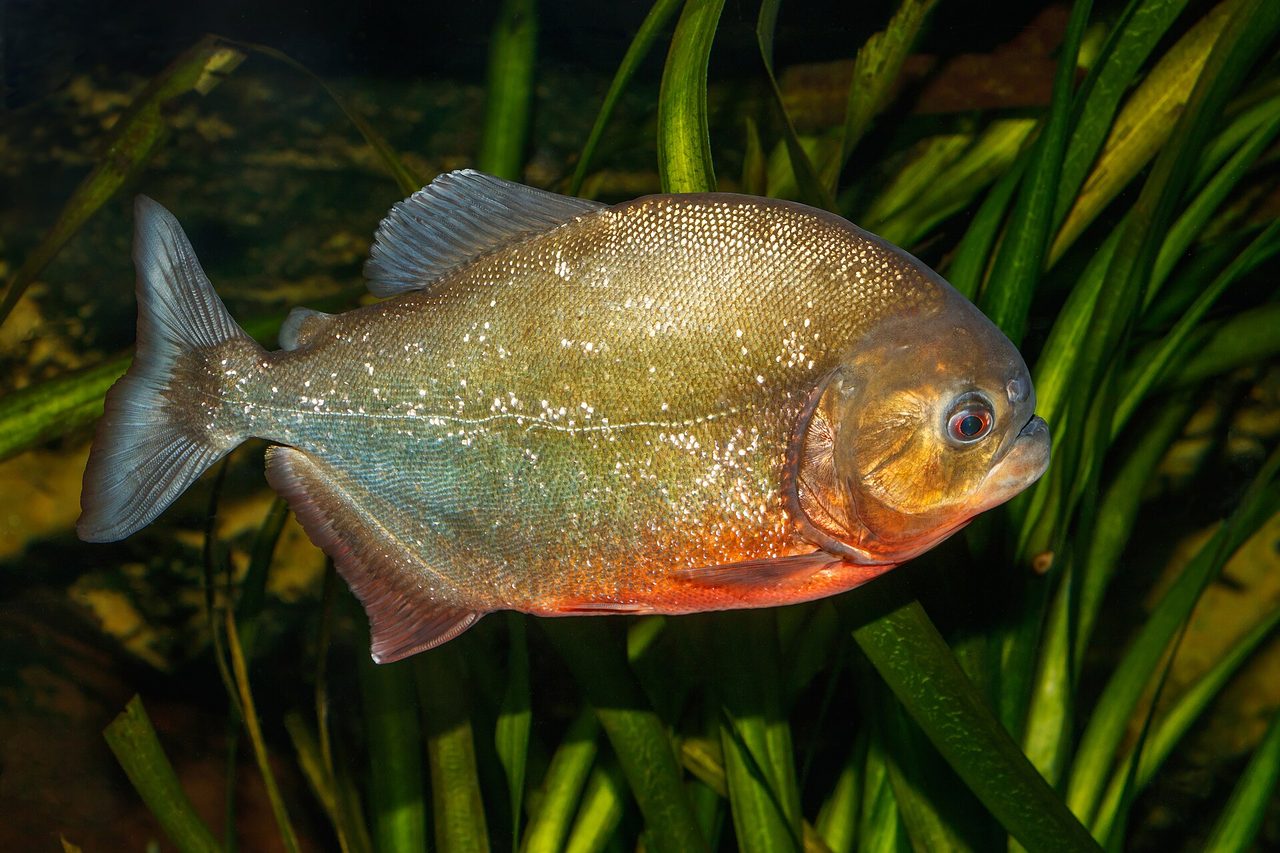 A red-bellied piranha (Pygocentrus nattereri) photographed in profile, showing its distinctive silver-flecked body and vivid orange-red underside, with aquatic vegetation in the background.