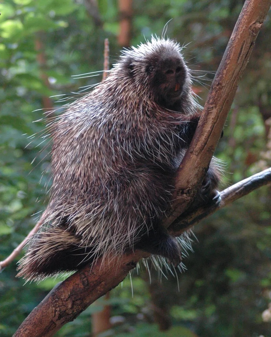A porcupine with its back covered in long black-and-white quills, foraging on the ground at the edge of woodland.