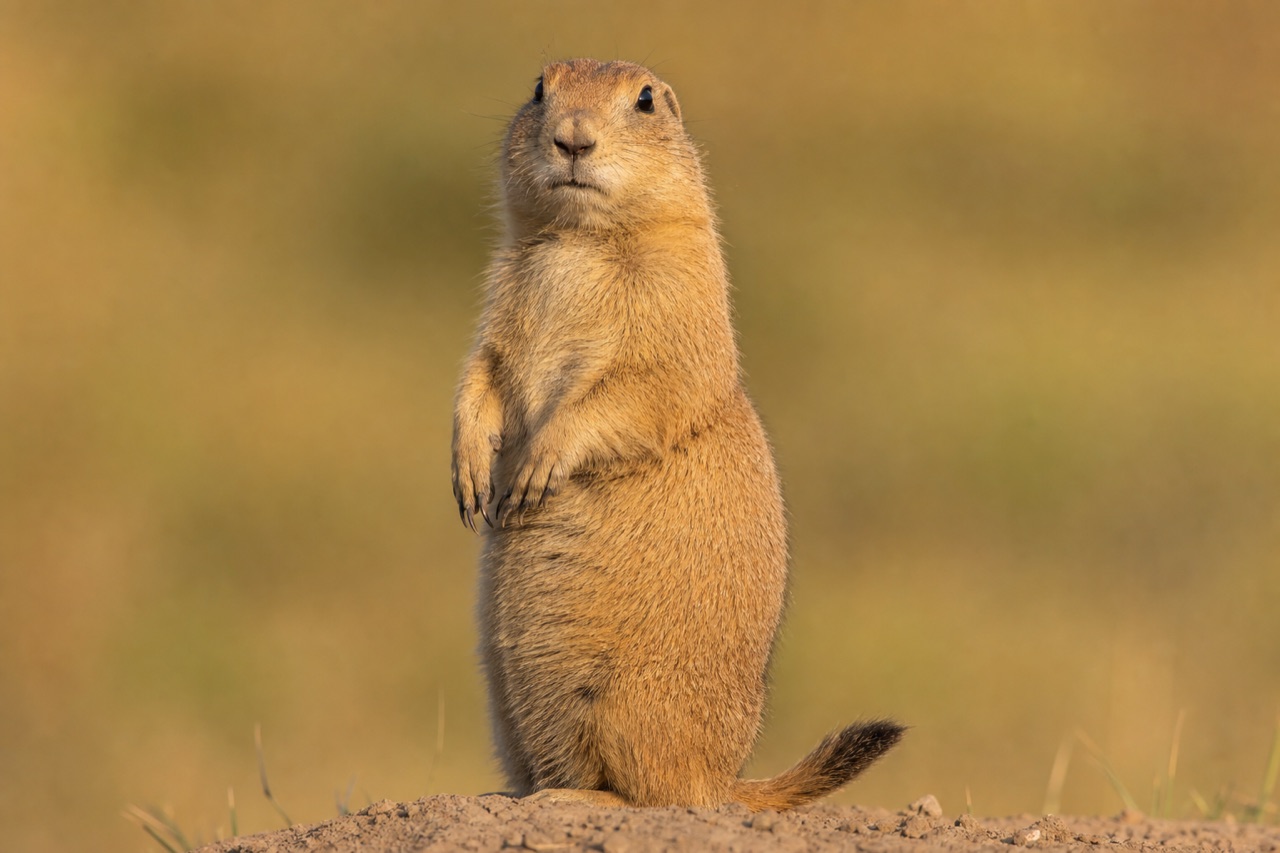 Black-tailed prairie dog standing upright at a burrow entrance on short-grass prairie with colony mounds stretching behind