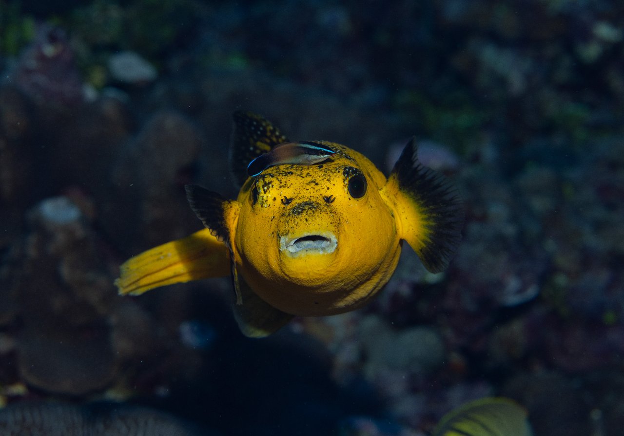 A pufferfish with mottled olive skin inflated into a spiny ball above a tropical coral reef, eye wide and fins tucked close.