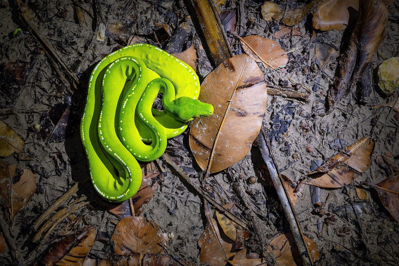 A juvenile green tree python (Morelia viridis) with vivid lime-green scales coiled on a rainforest floor among brown dead leaves and forest debris in its natural habitat