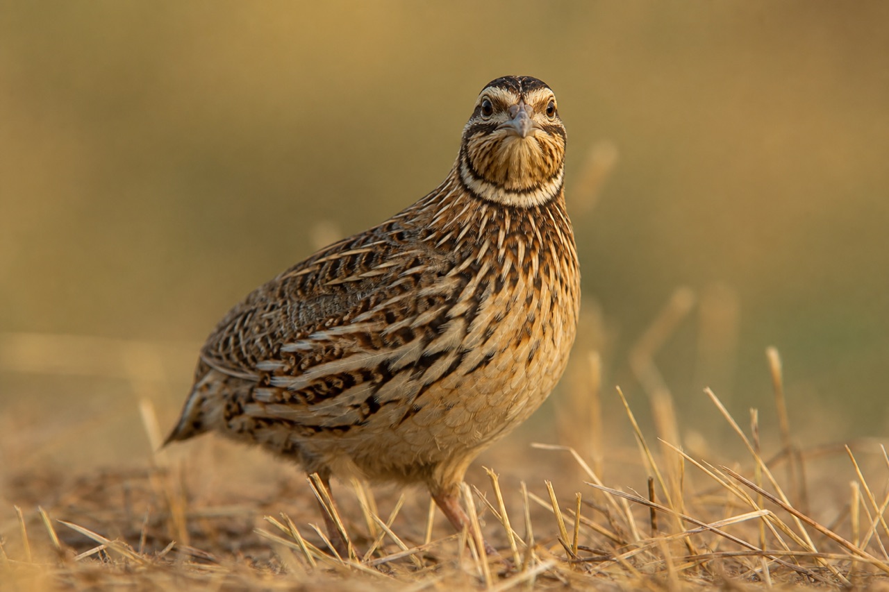 Common quail with streaked brown plumage crouching in tall summer cereal crop at the edge of farmland