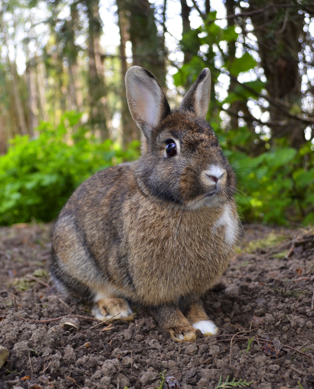 Rabbit — lagomorph distinct from hares in birth and burrow behaviour