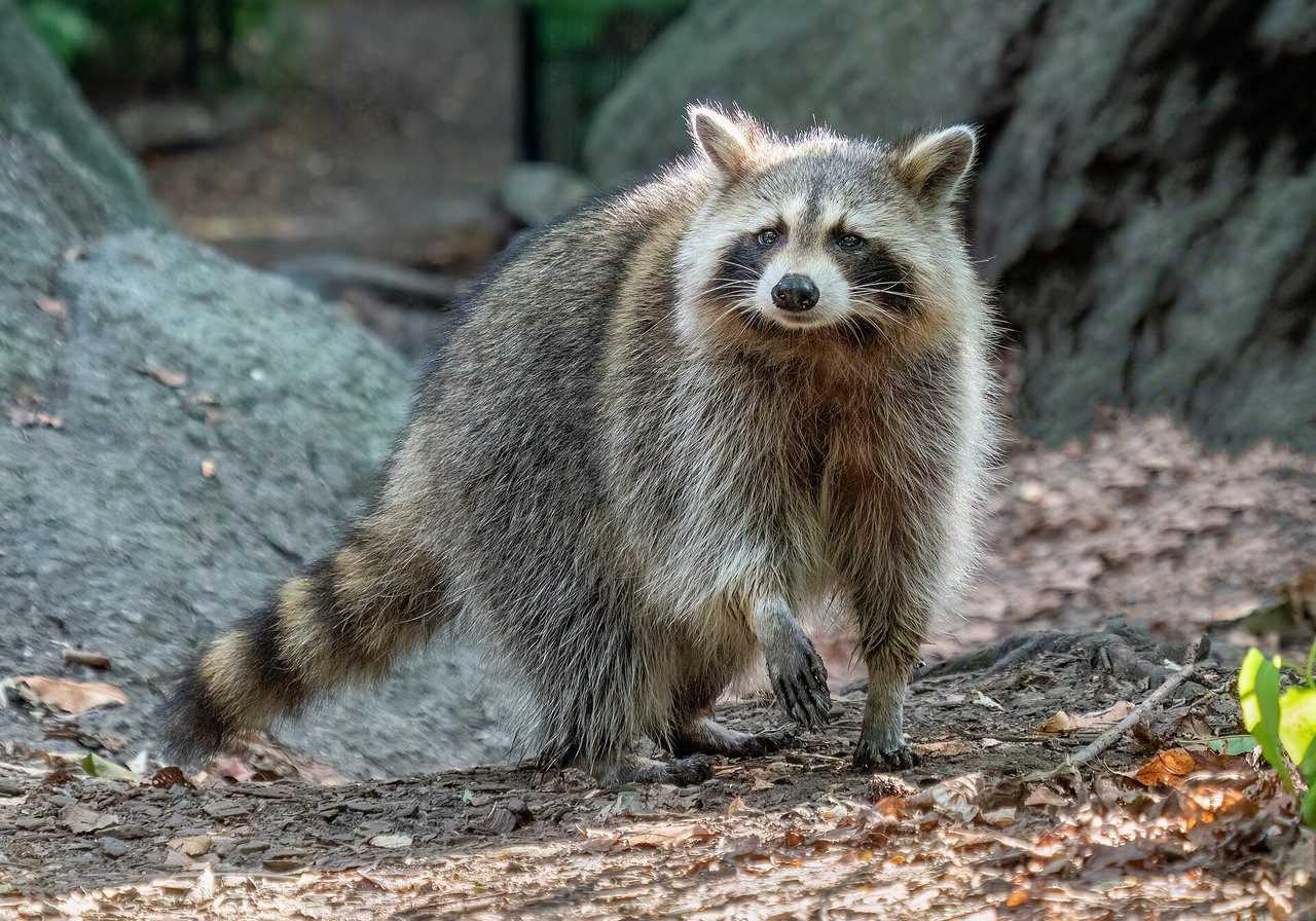 A common raccoon with a grey-brown coat and black eye mask foraging at the edge of a woodland pond at dusk.