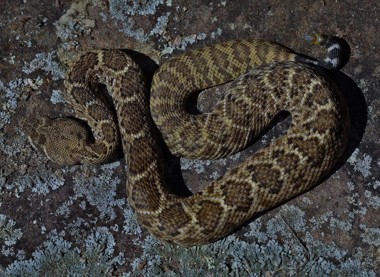 A western diamondback rattlesnake (Crotalus atrox) coiled on lichen-covered rock in its natural habitat, showing the characteristic diamond-pattern scales along its back
