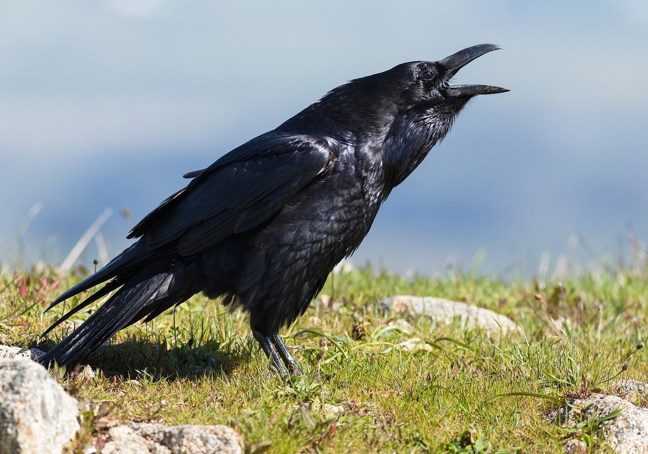 A common raven with glossy black plumage and a thick bill soaring over a mountain ridge against a grey northern sky.