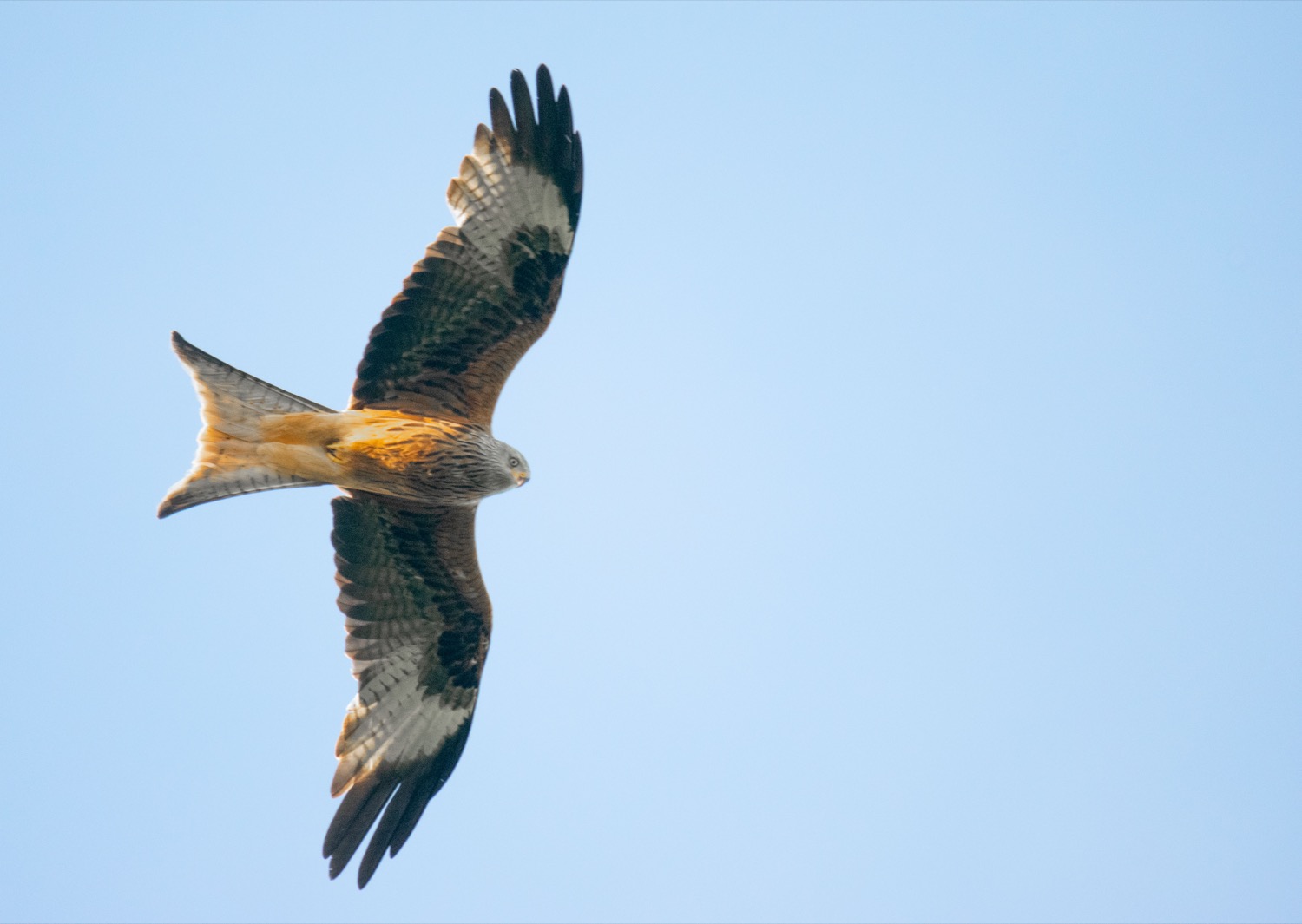 A red kite in flight against a pale sky, showing its rich rufous-brown body, deeply forked tail, and long angled wings with pale patches and dark tips.