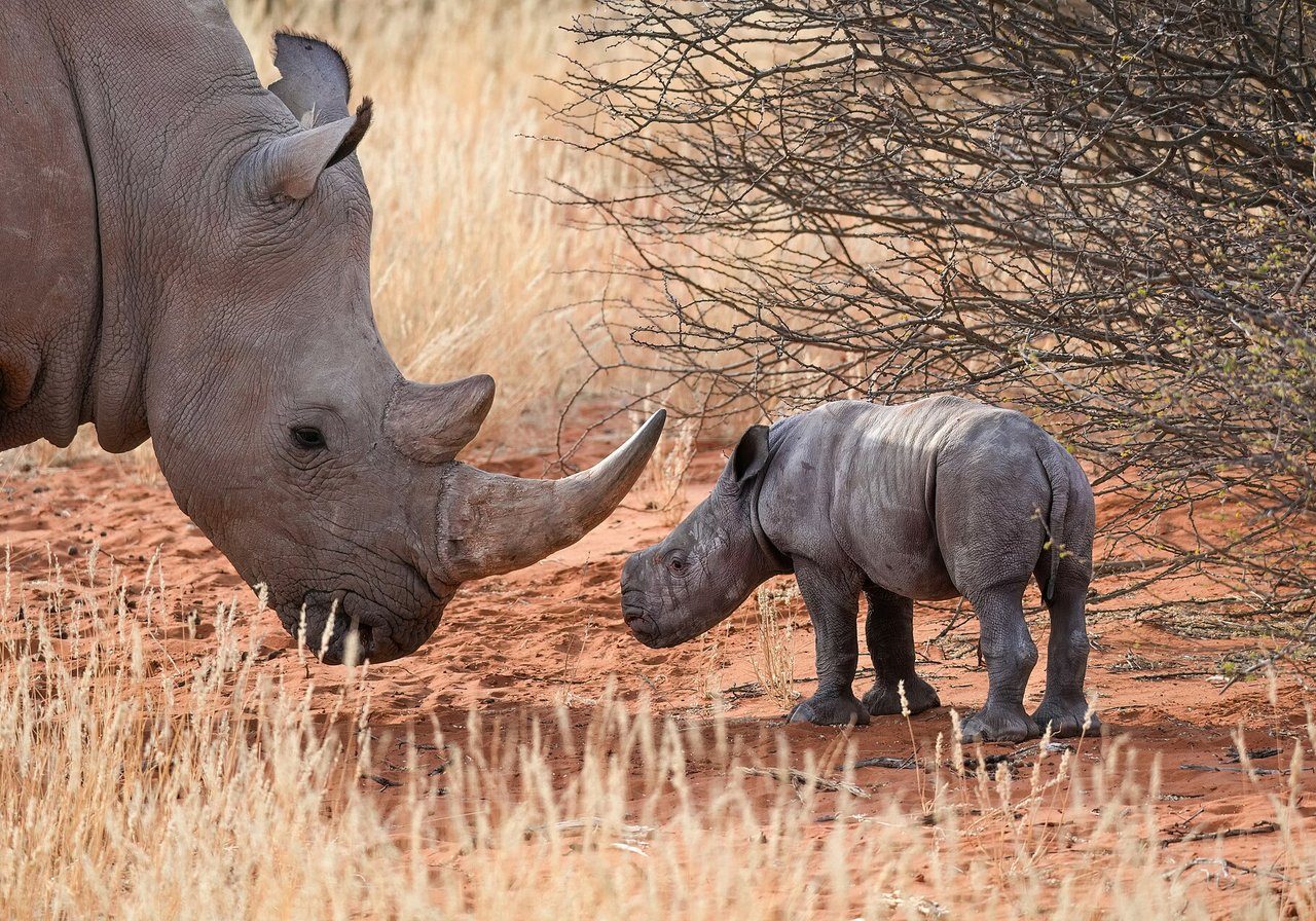 Rhino — among 42,000+ threatened species on IUCN Red List