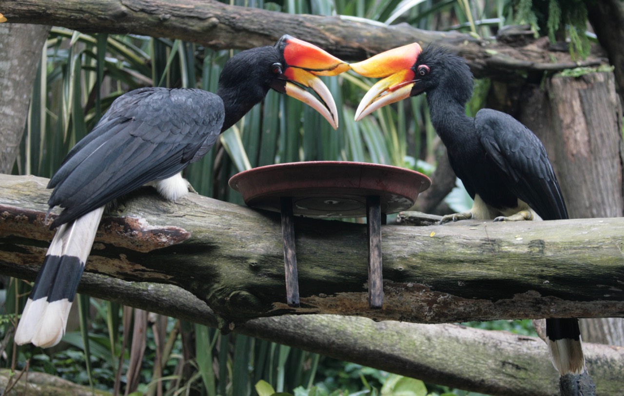 A Rhinoceros Hornbill perched on a rainforest branch, showing its large curved orange-and-red upturned casque above a pale bill, glossy black plumage, white tail with a black band, and a striking red eye.