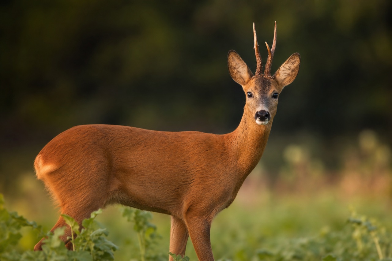 Roe deer buck with short antlers and reddish summer coat standing at a woodland edge at dawn