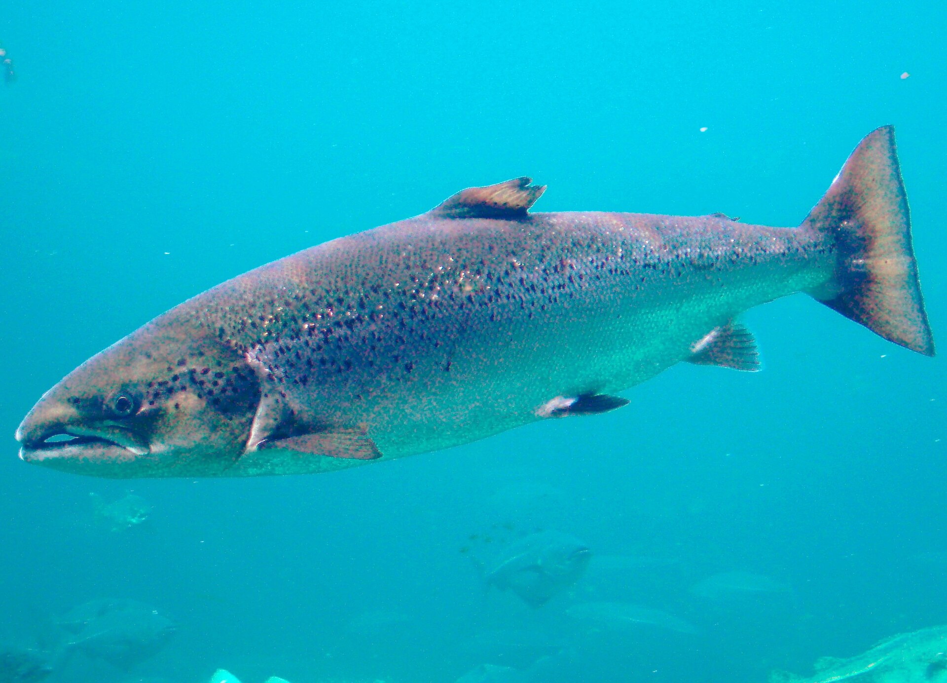 An adult Atlantic salmon (Salmo salar) swimming underwater, viewed from the side, showing its streamlined silver-brown body with characteristic black spots, forked tail, and adipose fin, against a clear blue-green background.