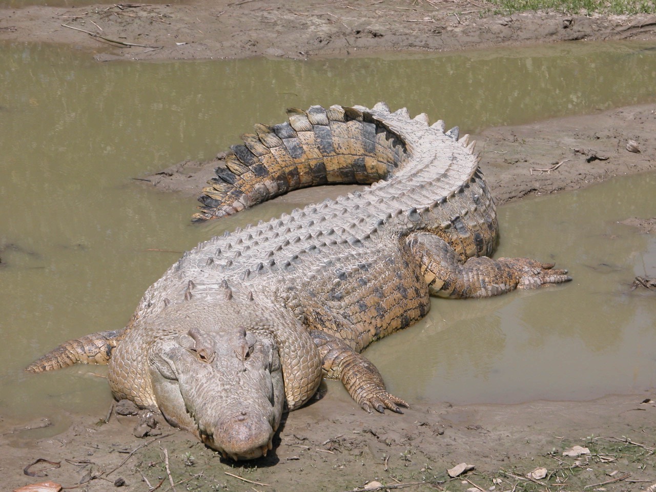 Saltwater crocodile — archosaur relative, not a dinosaur