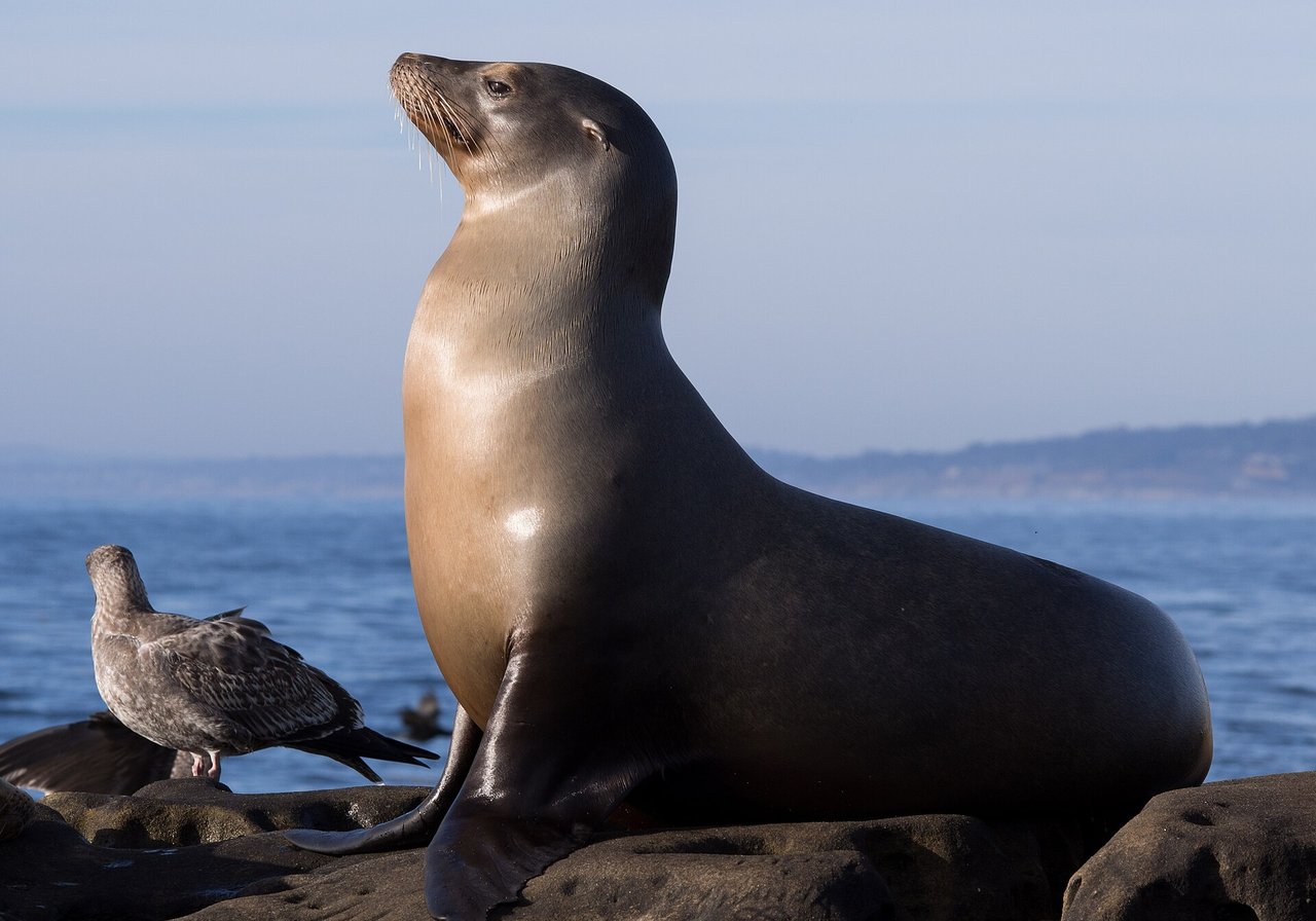 California sea lion with visible ear flaps on a rocky haul-out