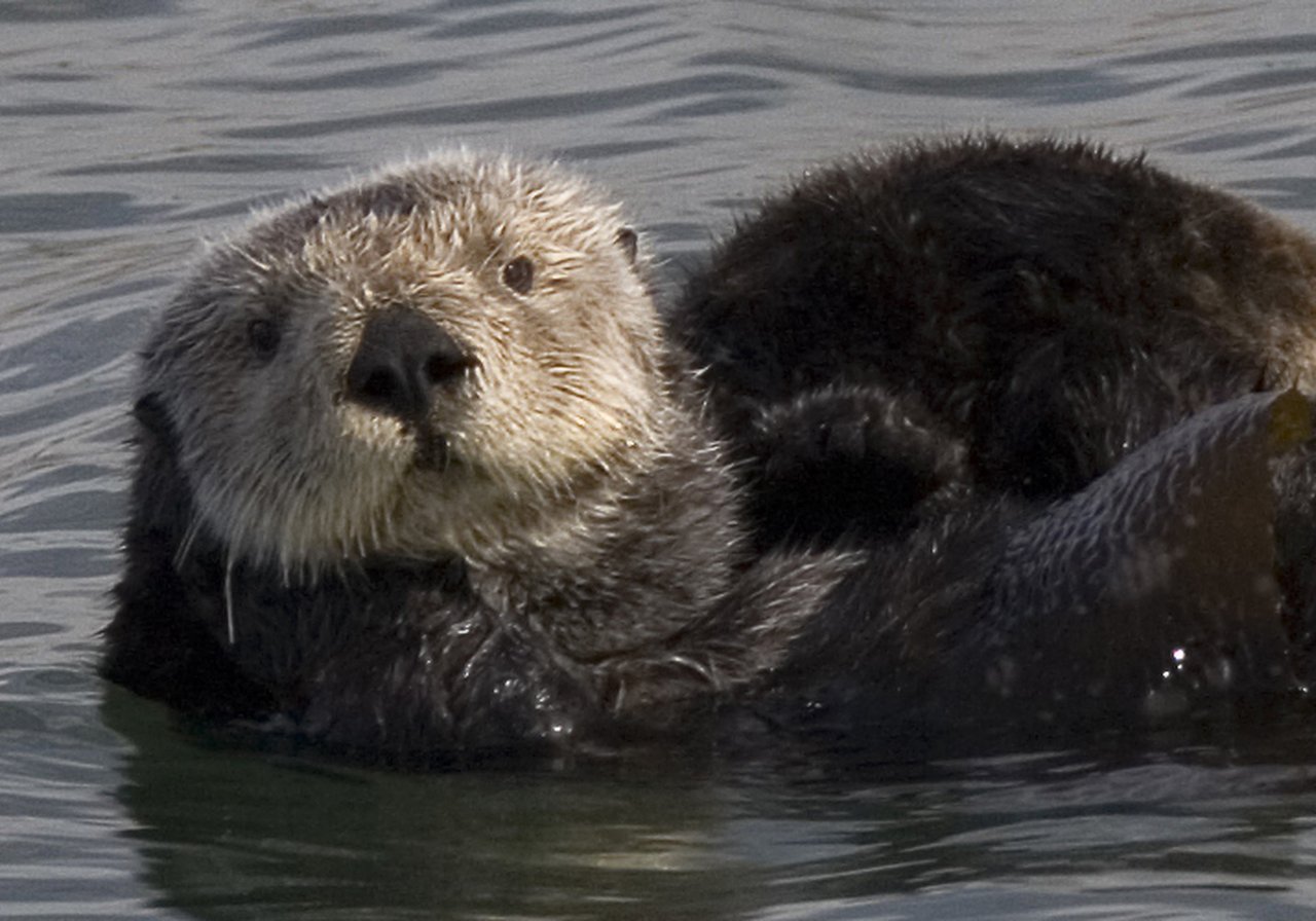 A sea otter floating on its back in kelp, using its chest as a table while eating a shellfish.
