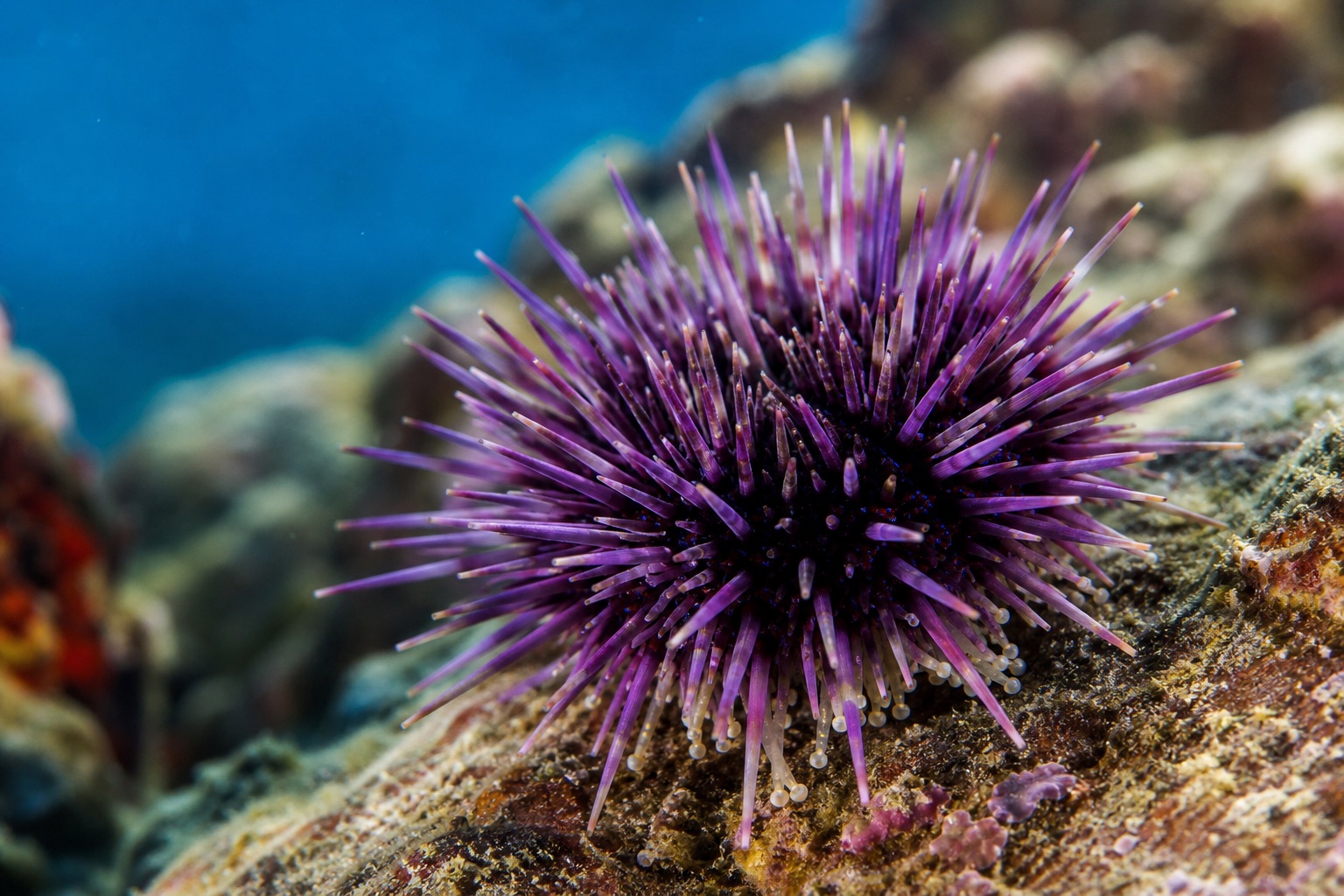 Red sea urchin with long pale spines and dark red test on a kelp forest rocky seabed