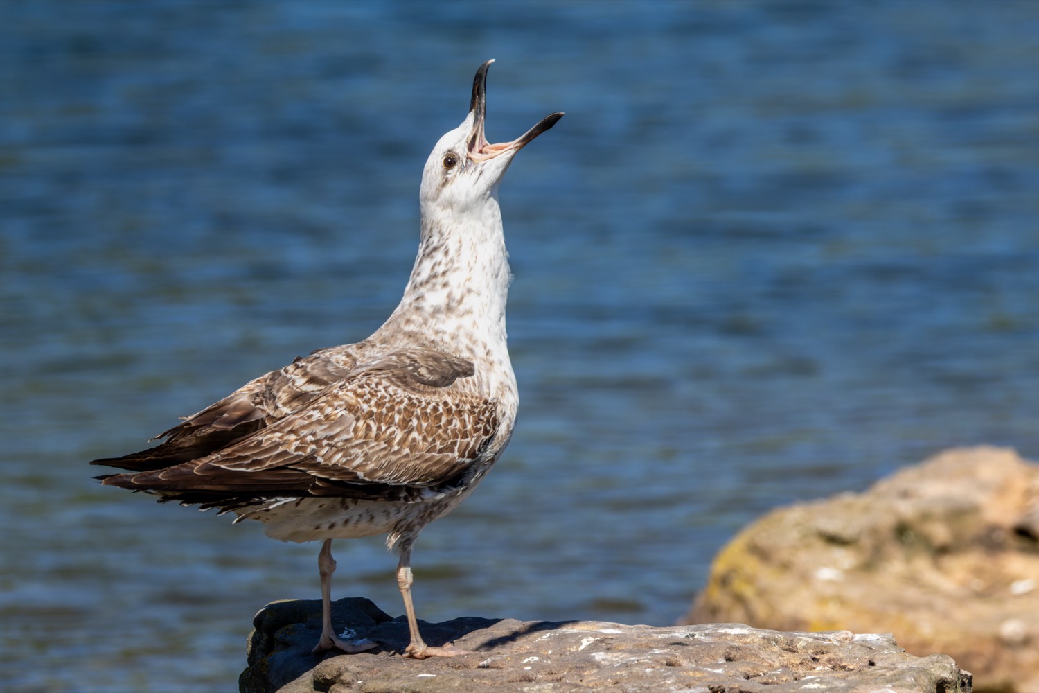 A herring gull standing on a coastal rock, showing a white head and underparts, pale grey back and wings, black-and-white wingtips, pink legs and a yellow bill with a red spot near the tip.