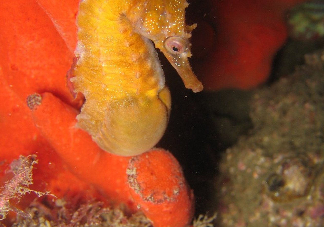 Seahorse — male carries eggs in brood pouch until live young emerge
