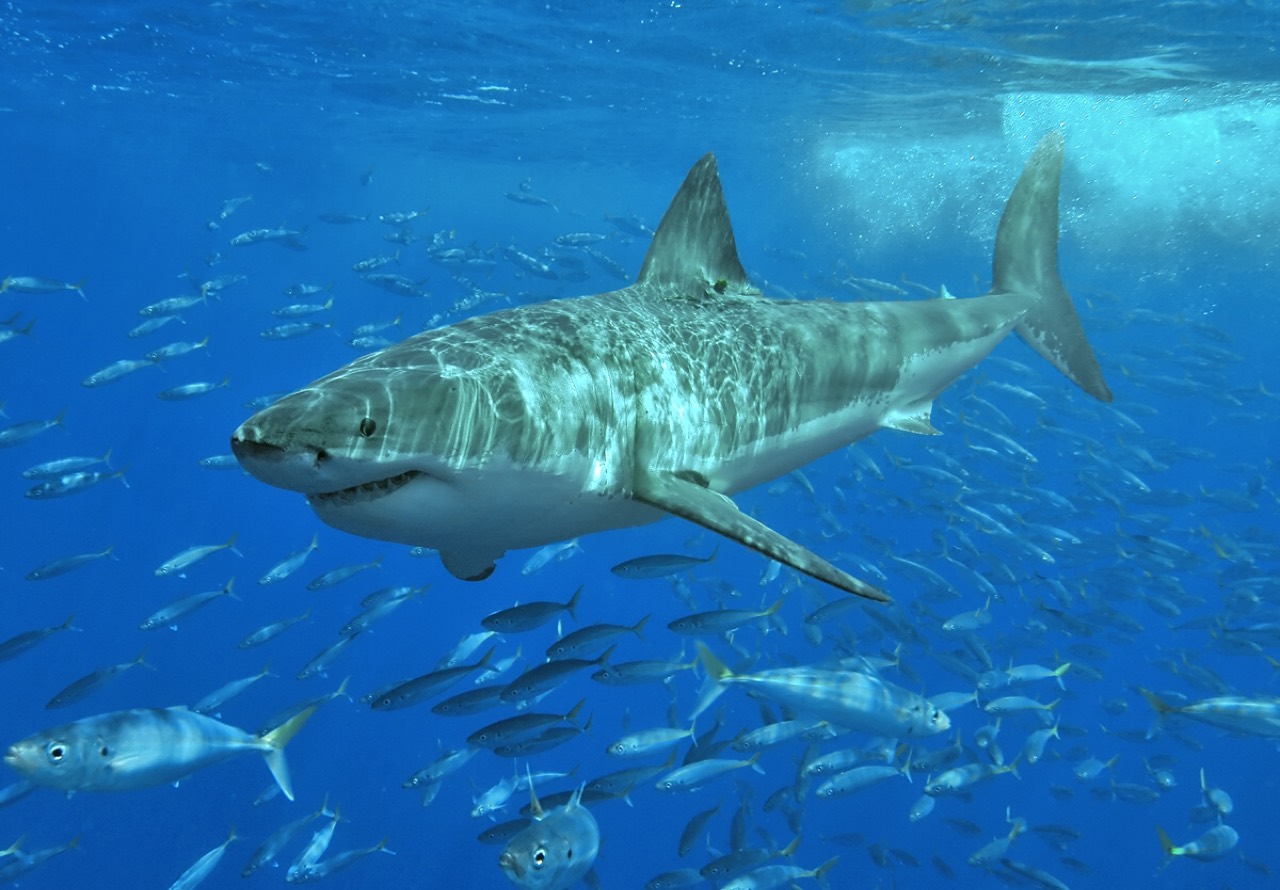 Shark — bites statistically rare; overfishing and ghost gear greater marine threats