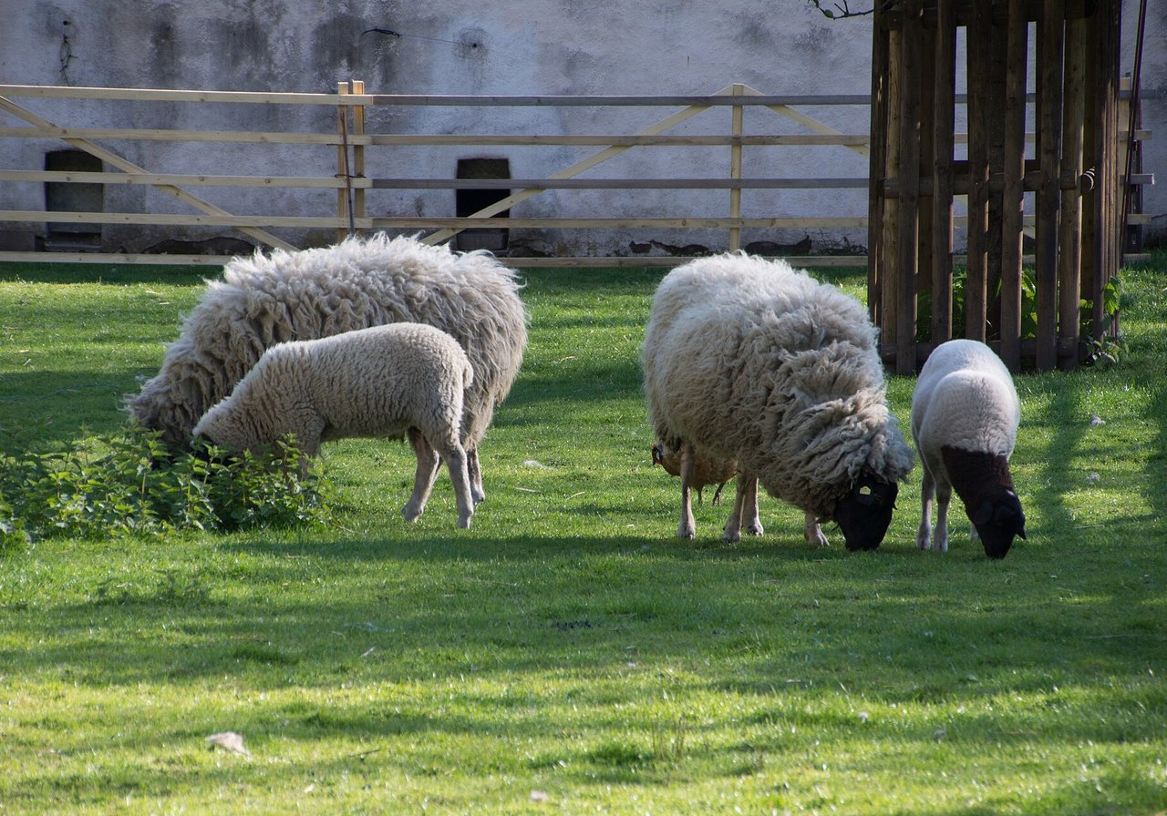 A flock of woolly sheep grazing on a green hillside with a drystone wall and open sky behind them.