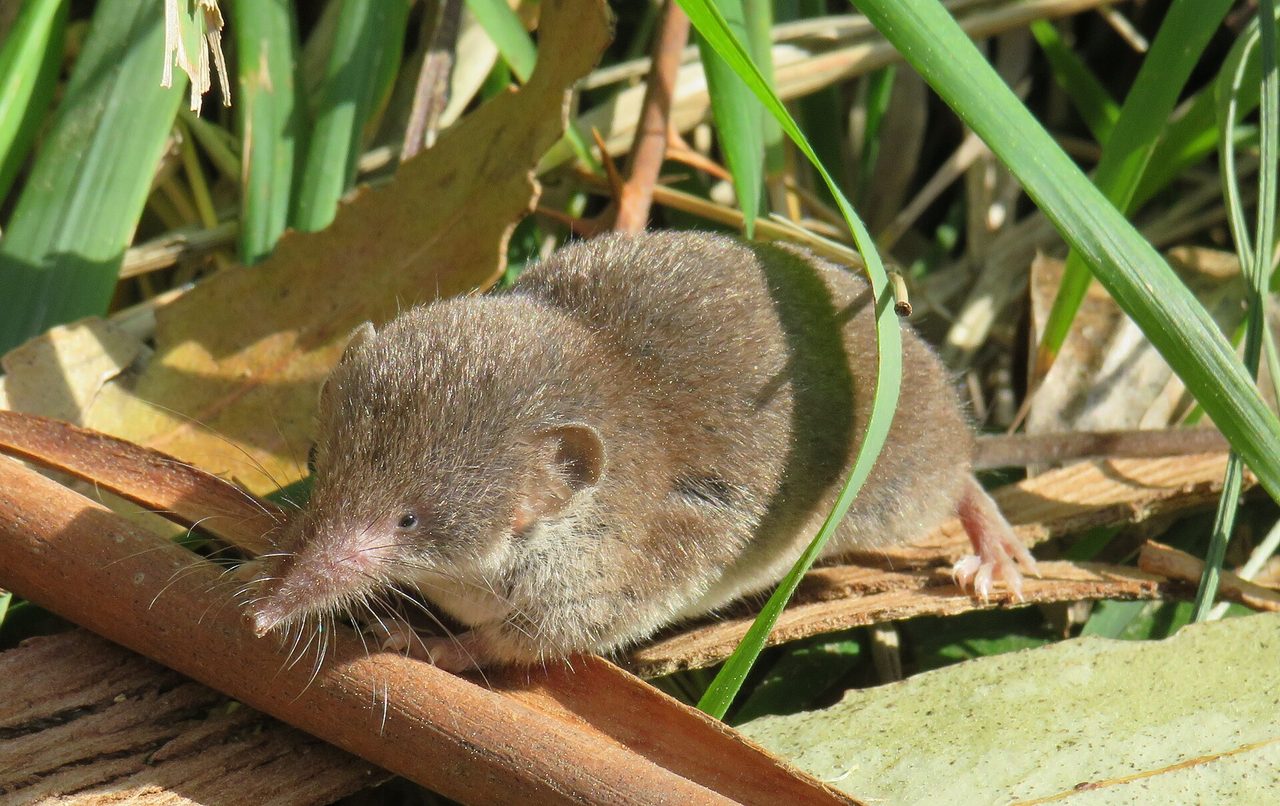 Shrew — among the smallest mammals by body length