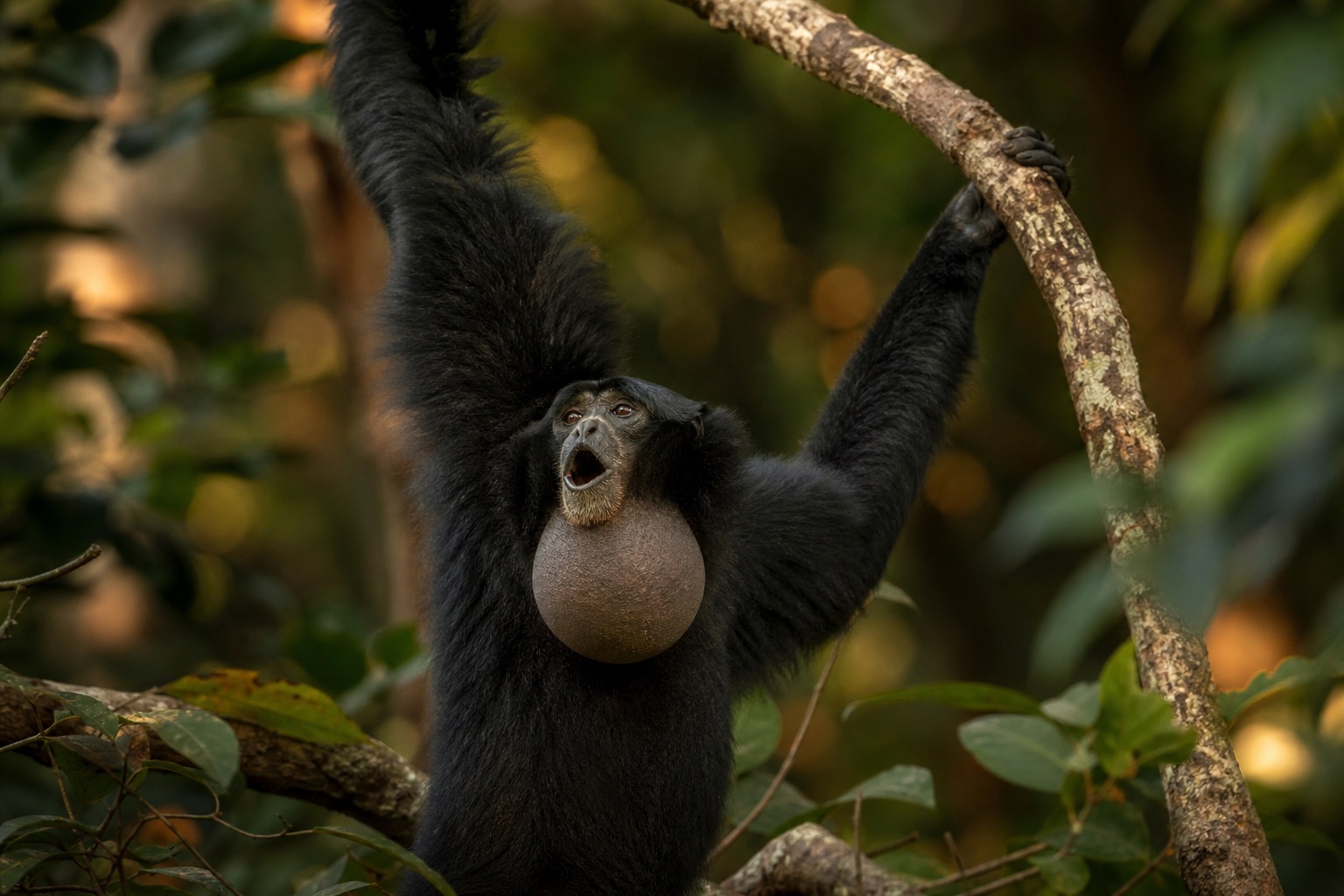 Siamang pair with black fur and inflated throat sac calling from a rainforest canopy branch