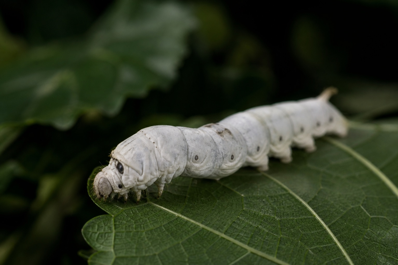 Pale cream silkworm larva feeding on fresh mulberry leaves on a woven tray in sericulture