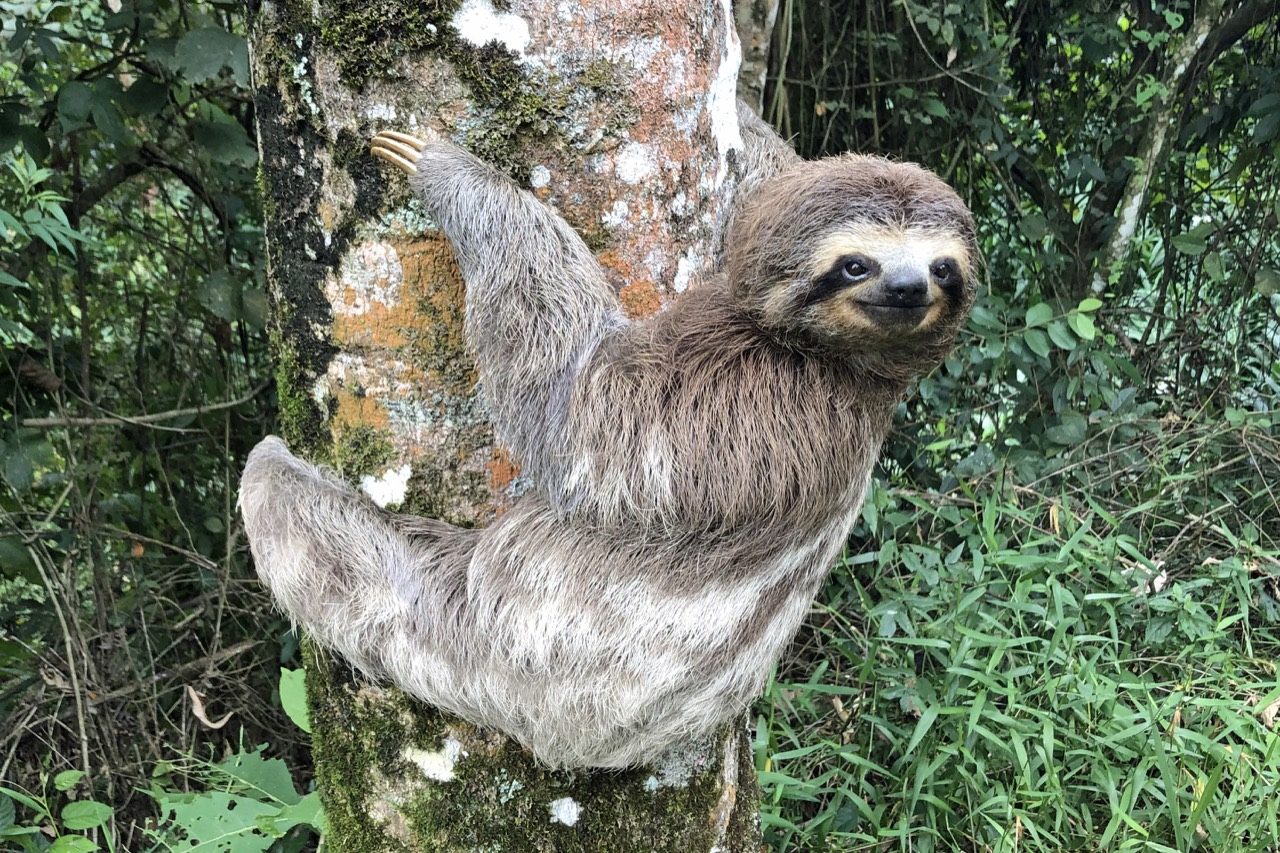 A brown-throated three-toed sloth hanging upside down from a tree branch by long curved claws, its shaggy grey-brown fur tinged faintly green with algae and its rounded face wearing a characteristic gentle expression, set against rainforest canopy foliage.