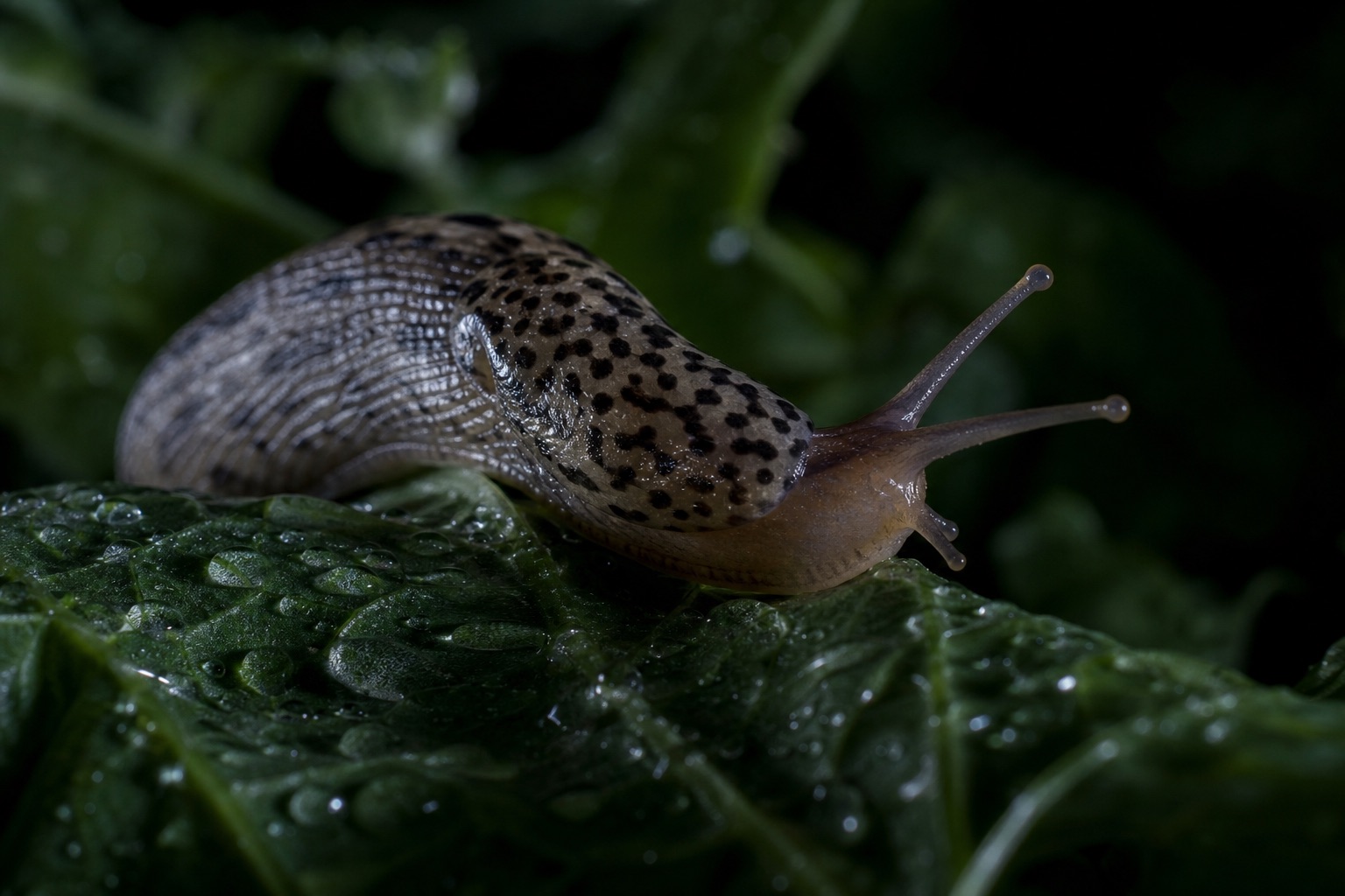 Leopard slug with mottled brown-grey body extended on damp garden foliage at night
