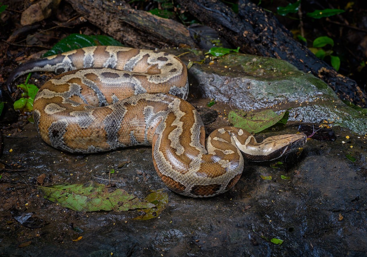 Snake — venomous not poisonous; injects toxin by bite