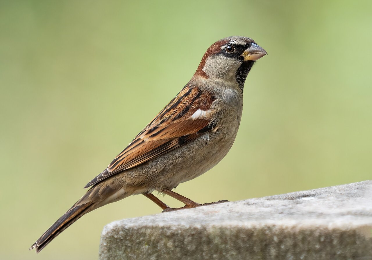 A male house sparrow with a grey cap, chestnut nape and black bib perched on a garden fence beside a suburban hedge.