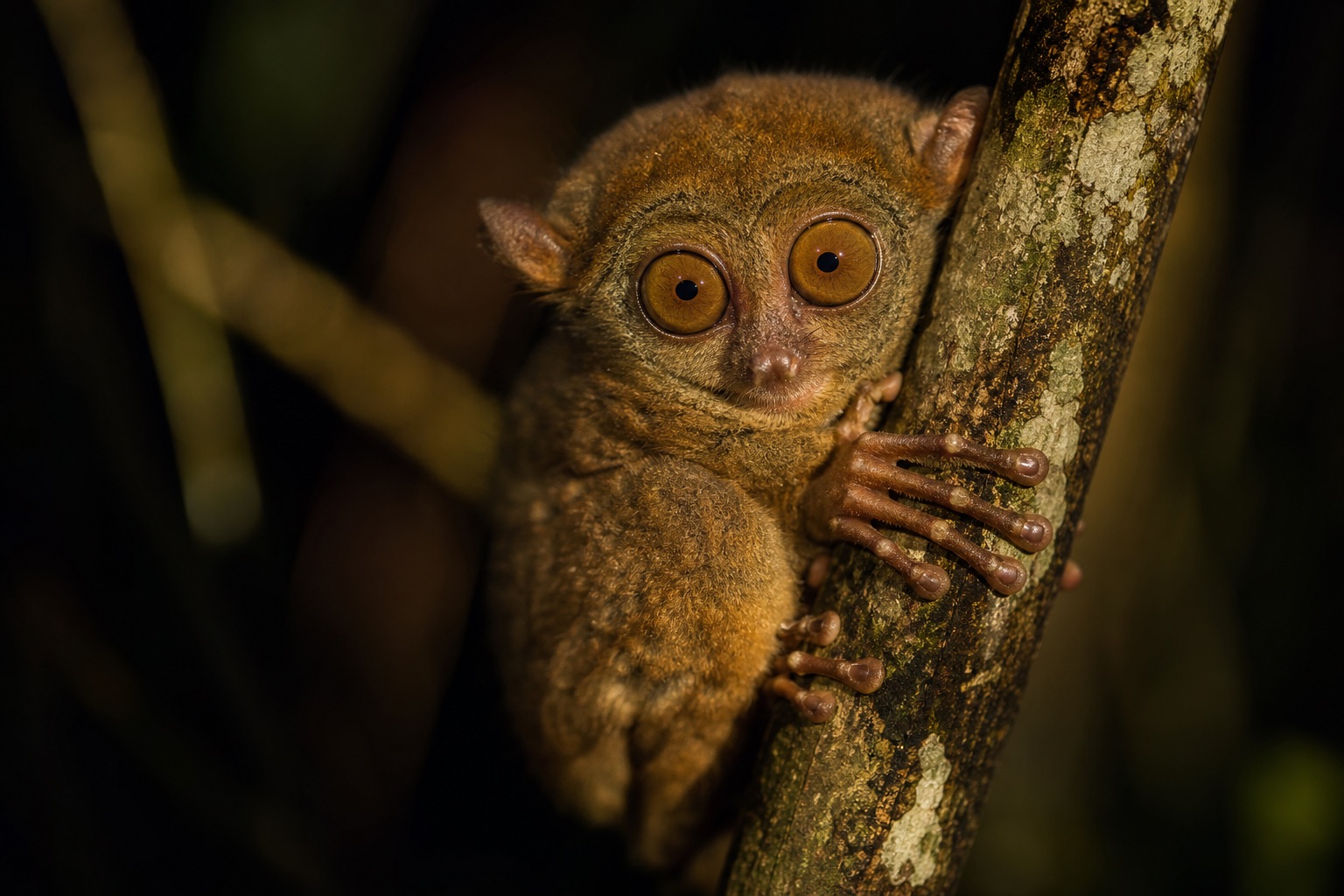 Spectral tarsier with enormous eyes, grey-brown fur and long hind legs clinging vertically to a Sulawesi tree trunk