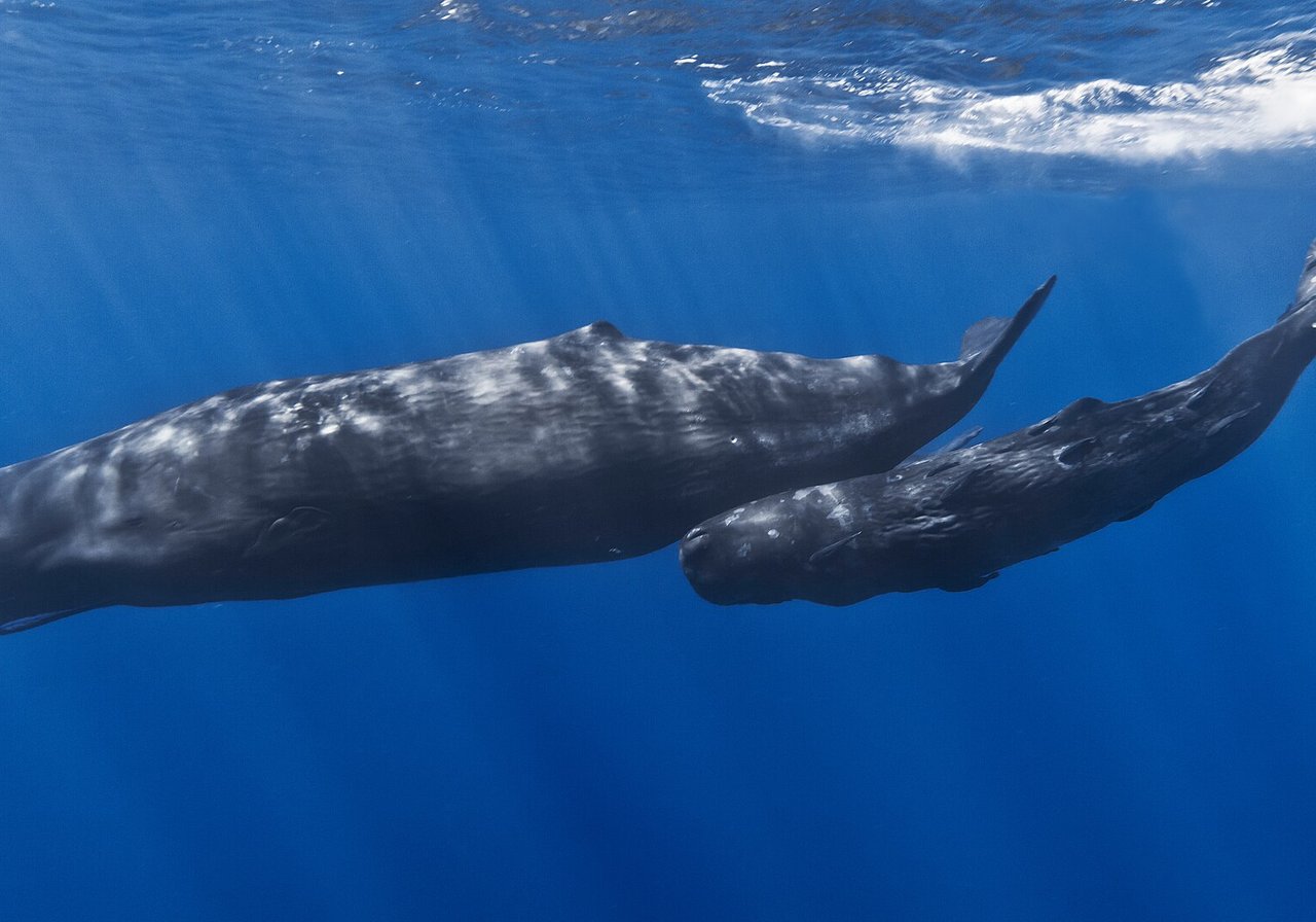 A sperm whale's wrinkled head and small lower jaw break the surface before it dives, showing its distinctive profile.