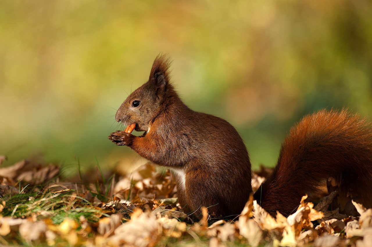 A wild Eurasian red squirrel (Sciurus vulgaris) sitting upright among autumn leaves on the ground, holding a nut to its mouth, with characteristic ear tufts and a bushy reddish-brown tail, photographed in Berlin, Germany.