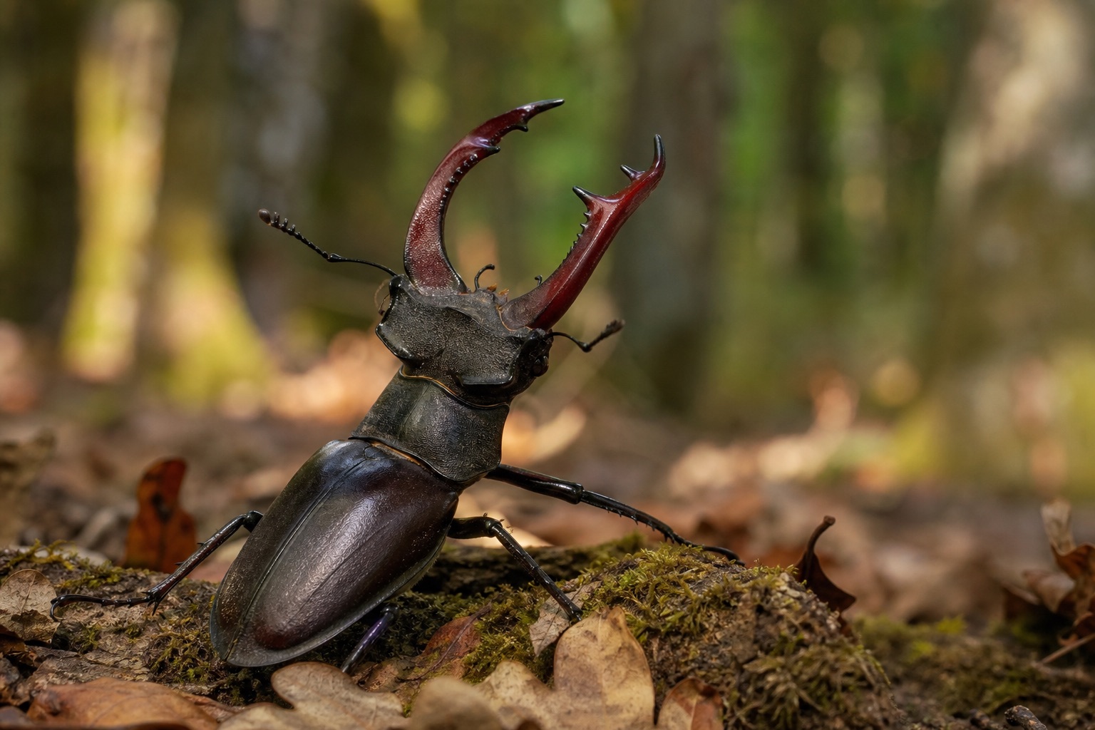 Male stag beetle with large branched mandibles raised on a rotting oak log in evening woodland