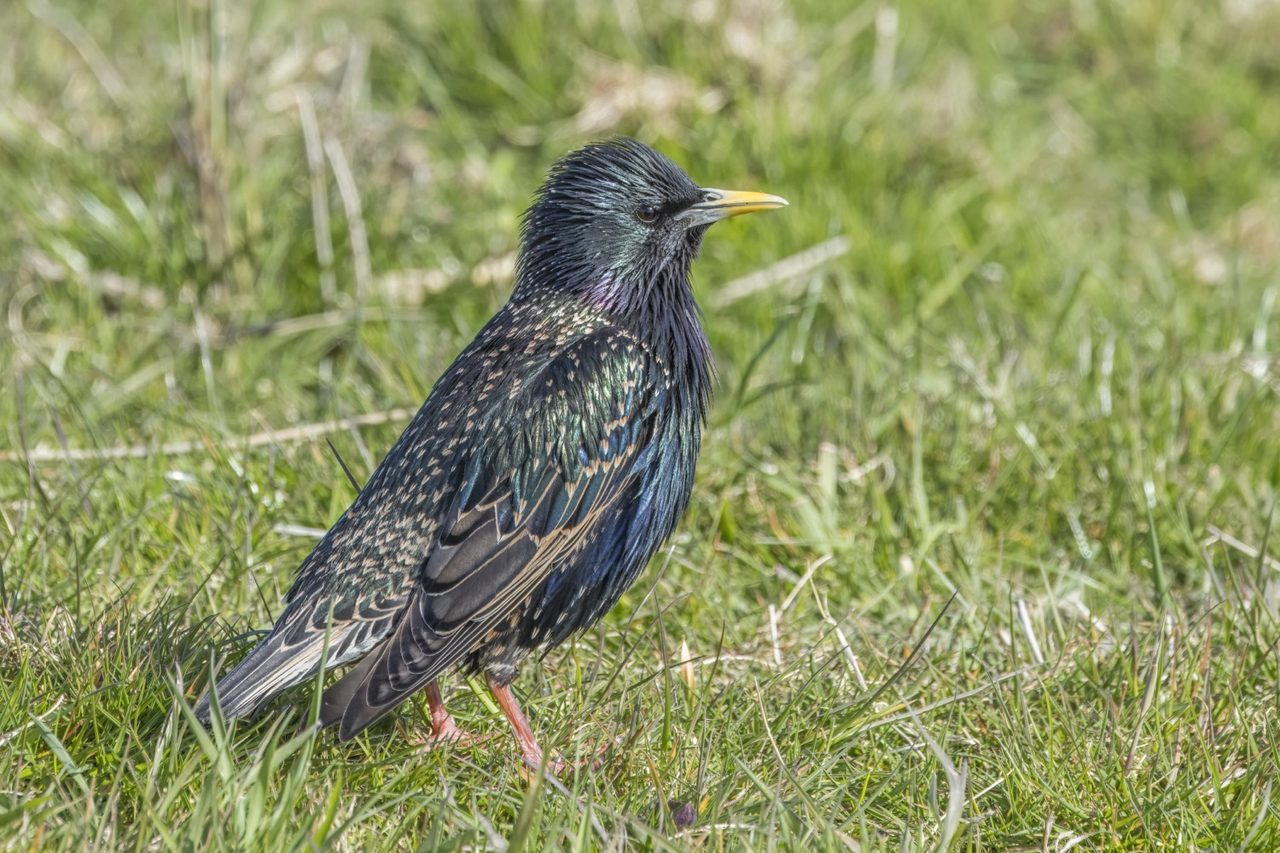 A common starling perched on a branch in winter, its black plumage covered in dense white and buff speckles and showing an iridescent green-and-purple sheen, with a sharp pointed bill
