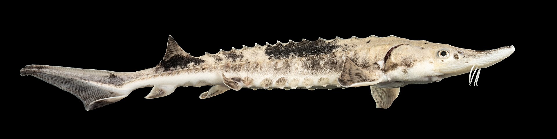 Sturgeon — Yangtze sturgeon Extinct in the Wild on heavily dammed river